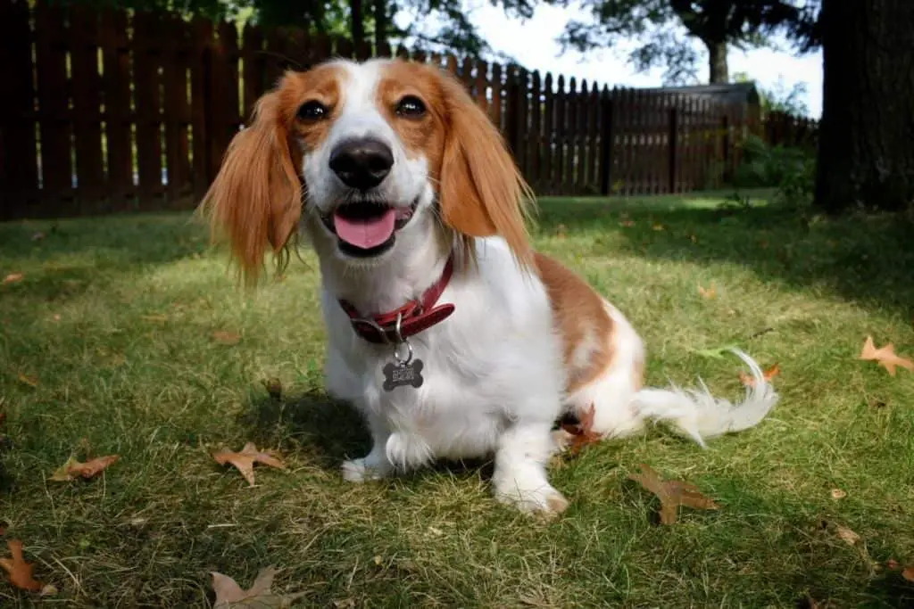 Miniature dachshund sitting in the grass