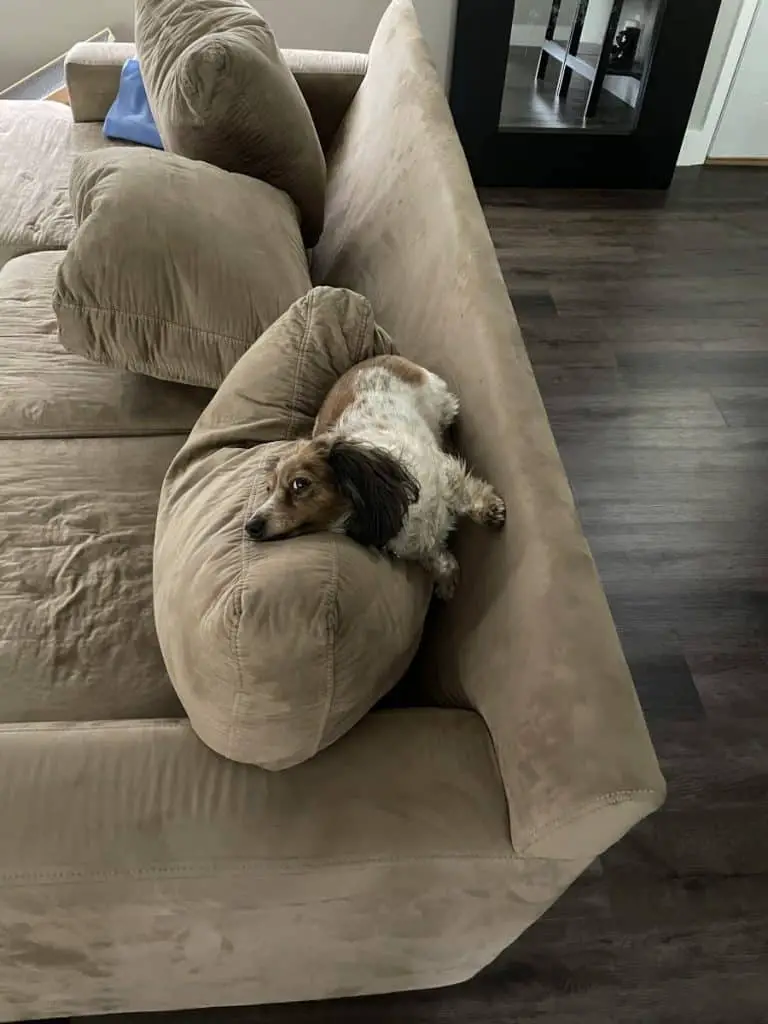 Dachshund sleeping on couch.