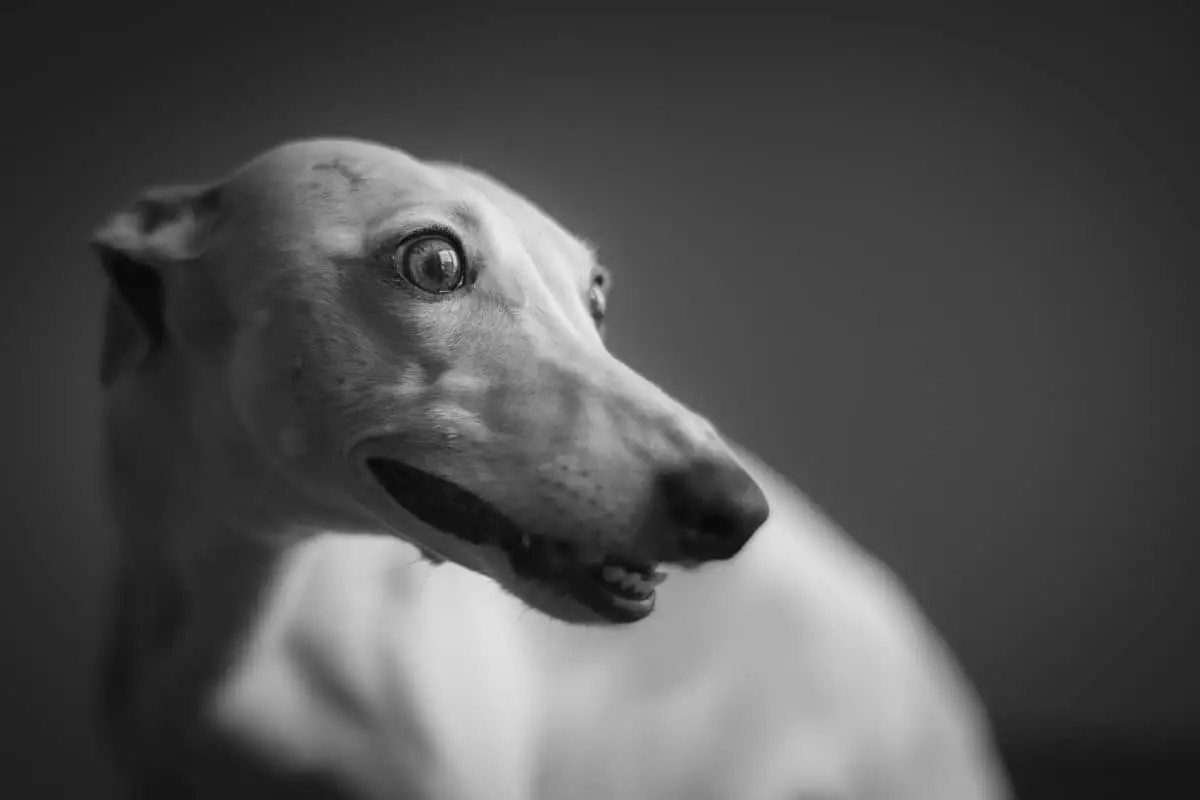 whippet with surprised face