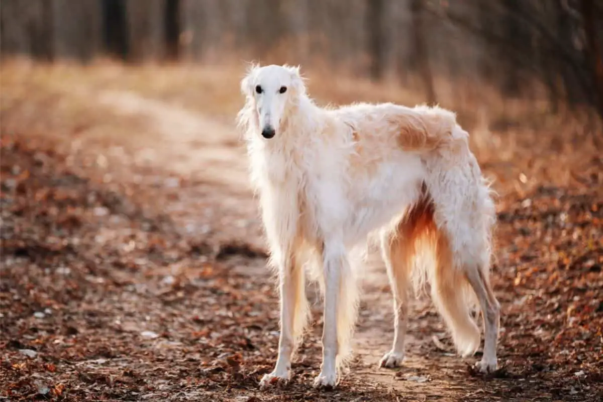Borzoi in the woods.