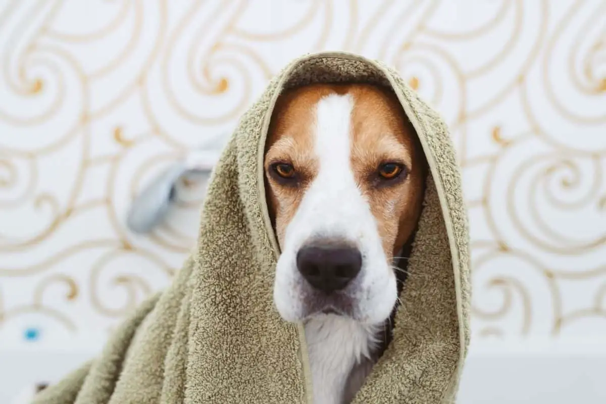 Hound in the bath with a towel on it's head.