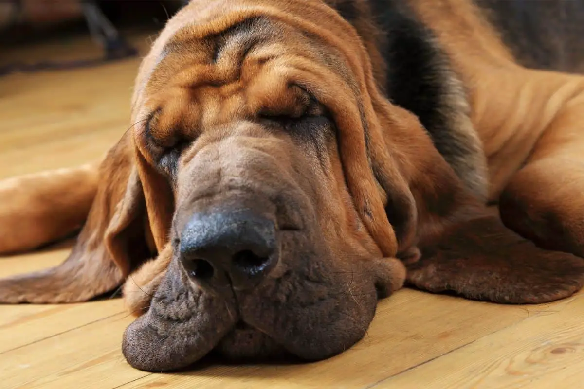 Bloodhound sleeping on the floor.