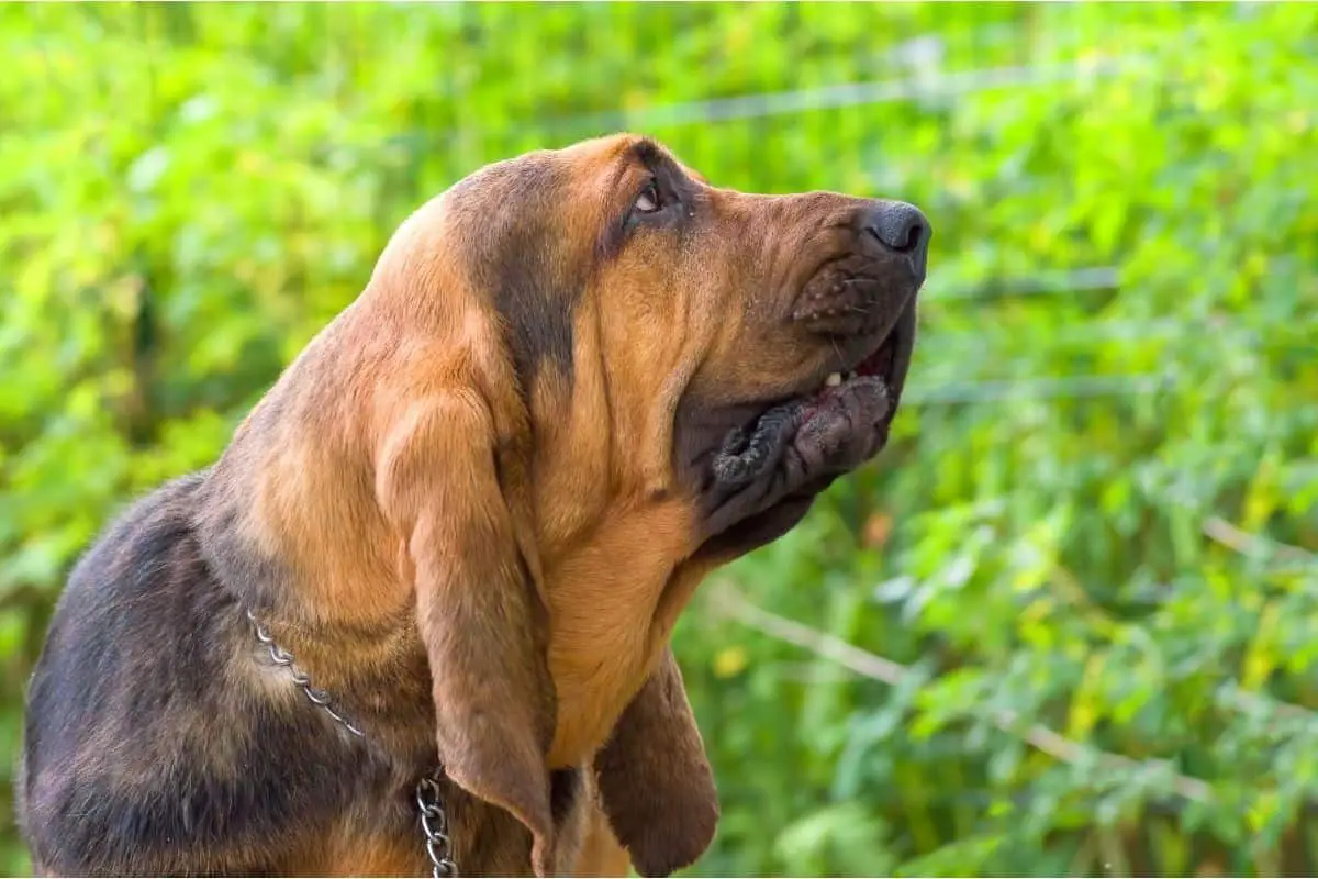 Bloodhound dog.