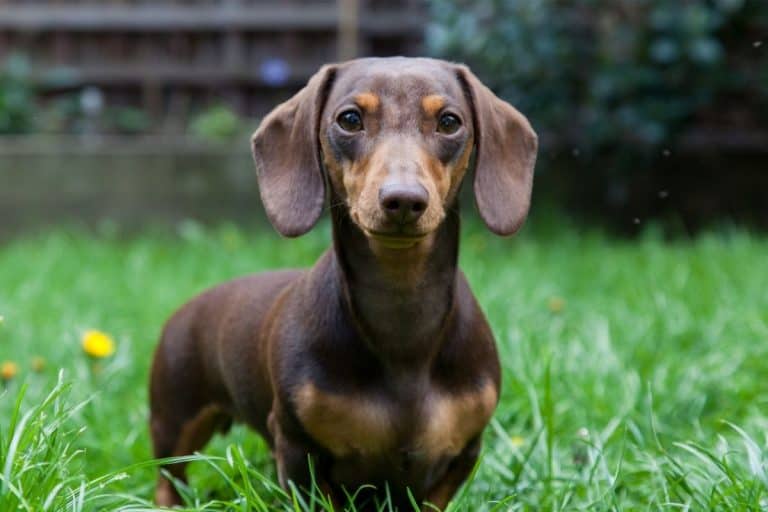 How Much Do Miniature Dachshunds Cost? Hound Buddy