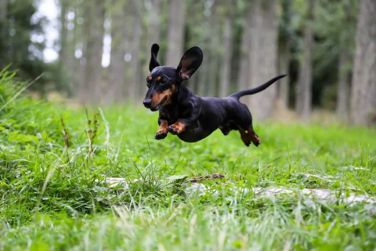 Miniature dachshund jumping