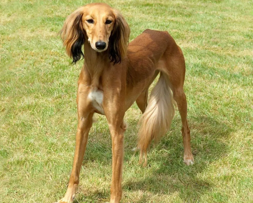 Saluki standing in the grass.